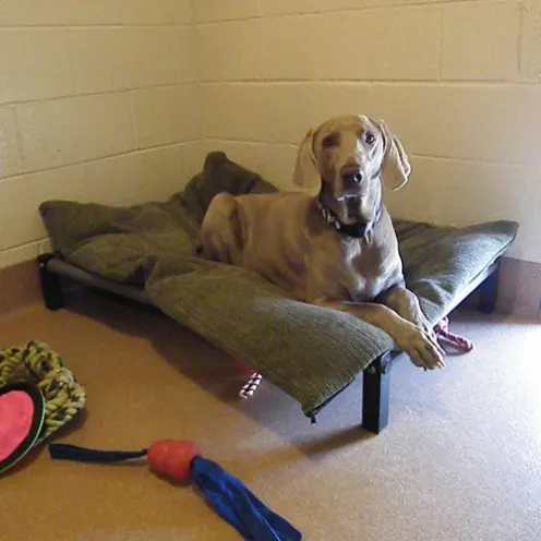 Big brown dog laying on boarding bed at Camp K9 pet resort and day camp